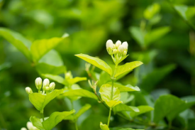 广西省花茶（茉莉花）种植及加工项目可行性钻研汇报
